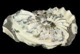 Ammonite (Pleuroceras) Fossil - Germany #125384-1